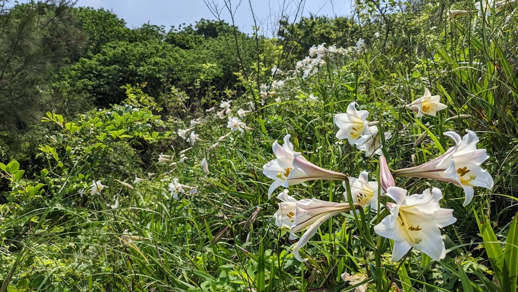 台灣百合