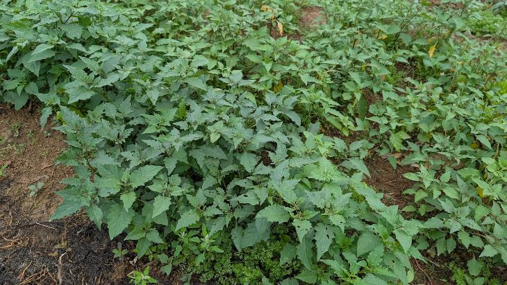 光果龍葵 Solanum americanum Mill.