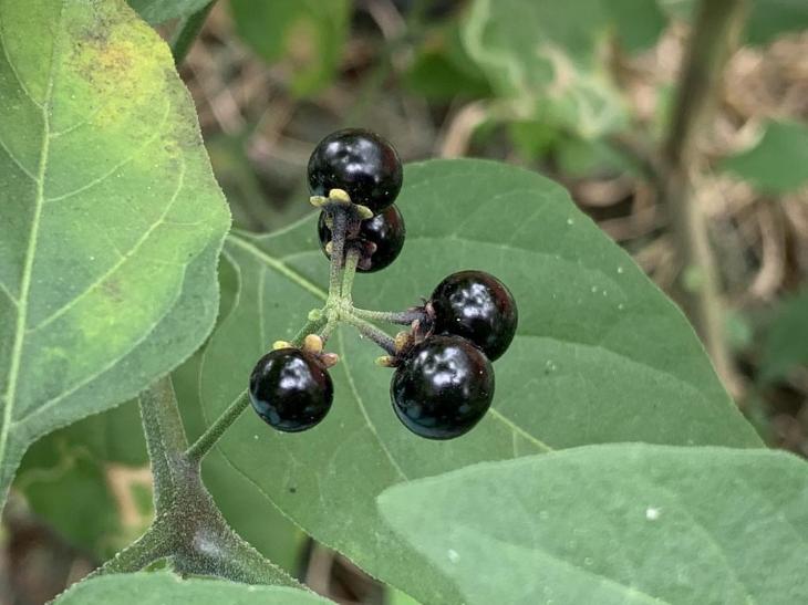龍葵 Solanum nigrum L.
