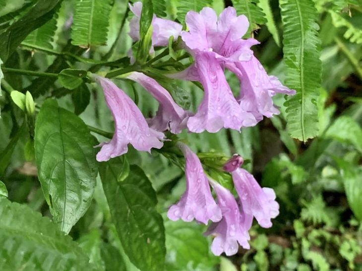 馬藍 Strobilanthes cusia (Nees) Kuntze