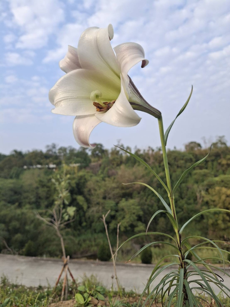 台灣百合 (特有種)